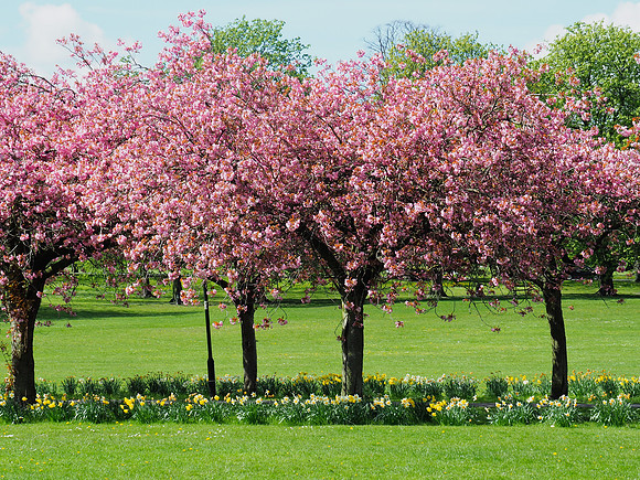 2015-04-26-0033-blossom trees