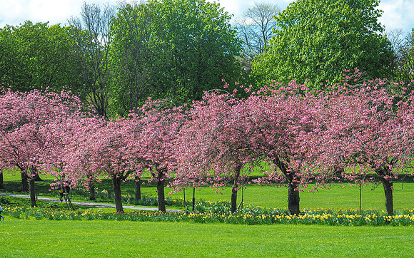 2015-04-26-0032-blossom trees-Edit