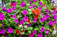 Harrogate (20 of 155)