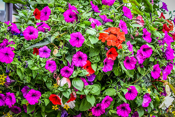 Harrogate (20 of 155)