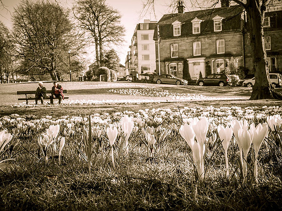 Harrogate crocuses