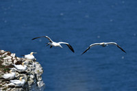 Gannets - Bempton Cliffs--21