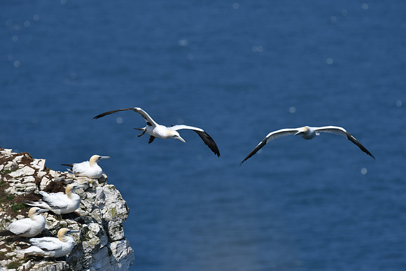Gannets - Bempton Cliffs--21