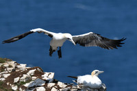 Gannets - Bempton Cliffs--17