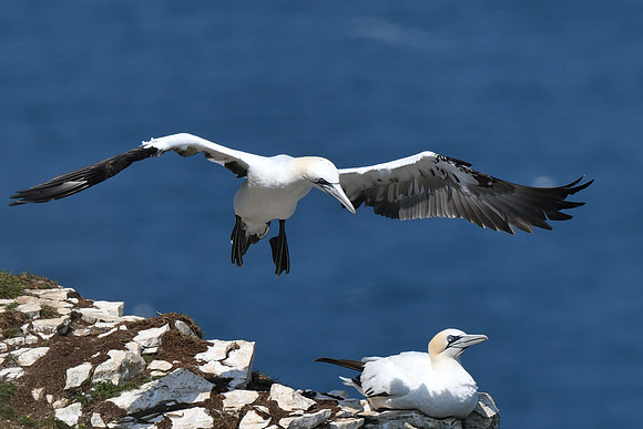 Gannets - Bempton Cliffs--17