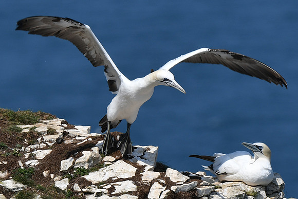 Gannets - Bempton Cliffs--16