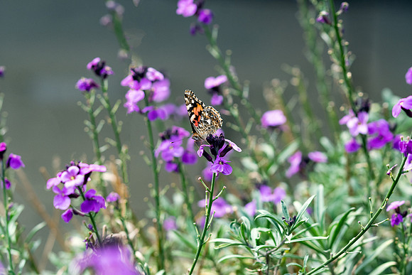 Harlow Carr - Sept (102 of 105)-Edit