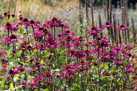 Harlow Carr - Sept (44 of 105)