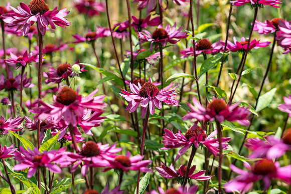 Harlow Carr - Sept (50 of 105)
