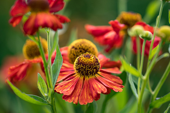 Harlow Carr - Sept (57 of 105)