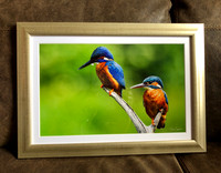 Kingfishers looking in same direction