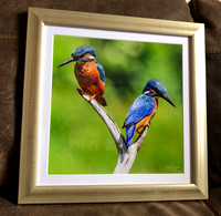 Kingfishers both looking away