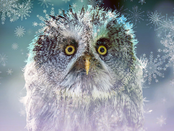 owl and snowflakes