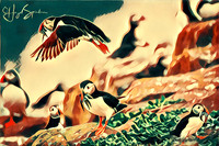 Puffins with sand eels