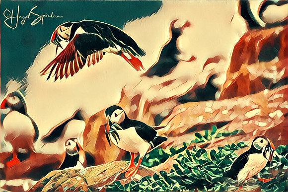Puffins with sand eels