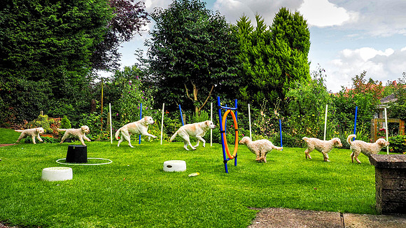 string of dogs 2-Edit