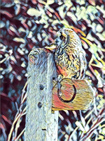 Owl having a rest