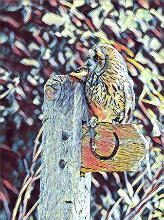 Owl having a rest