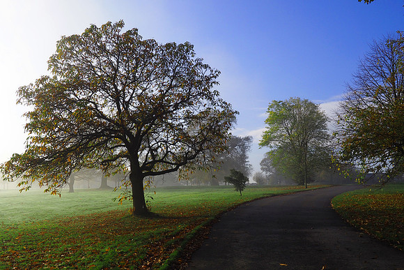 Fog, Rudding Park
