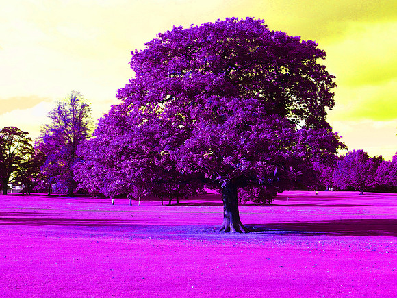 P9240230 - edited -tree colour enhance