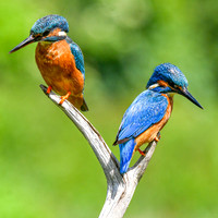 Kingfishers (3)
