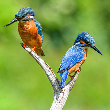 Kingfishers (3)