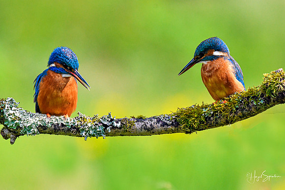 Kingfishers signed (1 of 1)-2