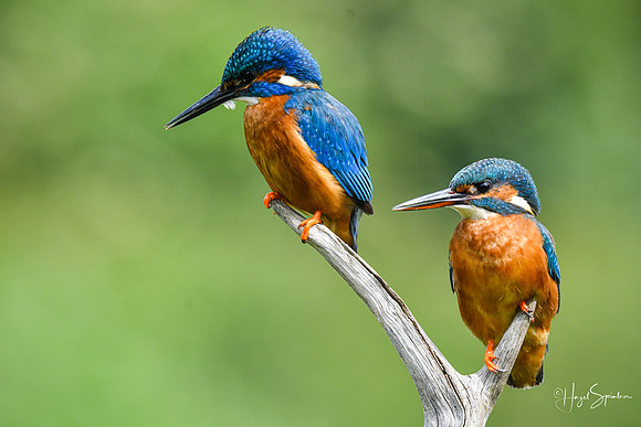 Kingfishers signed (168 of 296)
