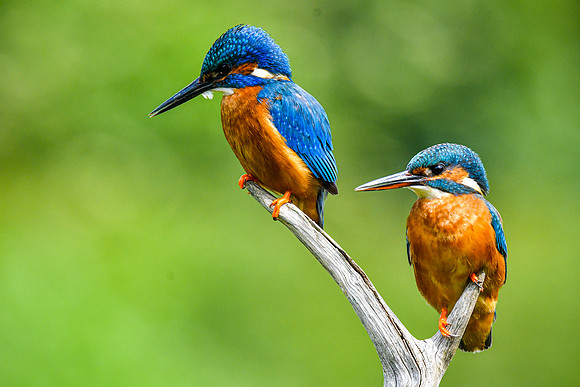 Kingfishers (2)