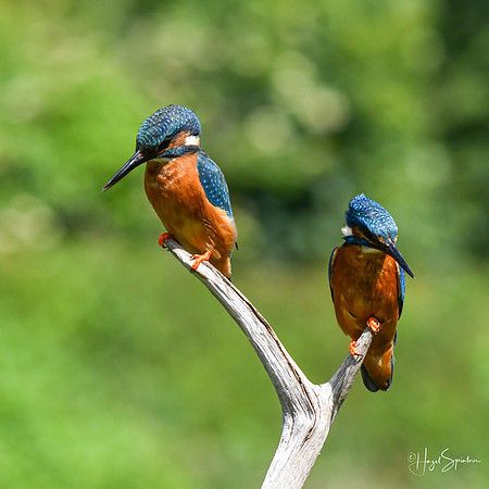 Kingfishers signed (190 of 296)