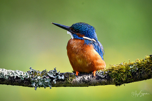 Kingfishers signed (64 of 296)