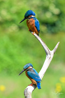 Kingfishers signed (219 of 296)