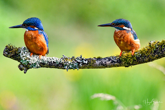 Kingfishers signed (72 of 296)