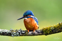 Kingfishers signed (59 of 296)