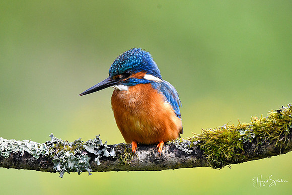 Kingfishers signed (59 of 296)