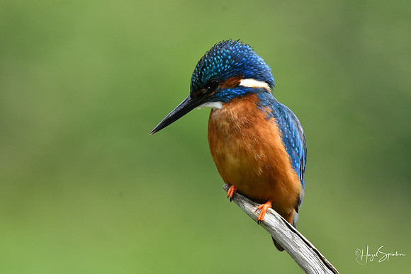 Kingfishers signed (155 of 296)