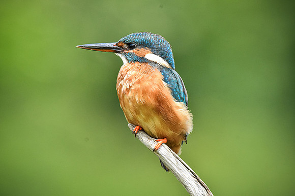Kingfisher 32