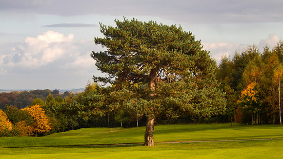 Autumn golf course (17 of 17)