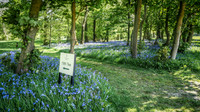 Bluebells, 19th Hole Rudding Park GC