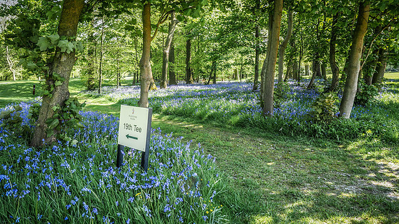 Bluebells, 19th Hole Rudding Park GC