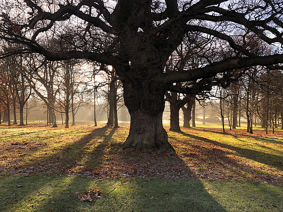 tree and shadows at RP