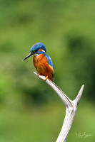 Kingfishers signed (286 of 296)