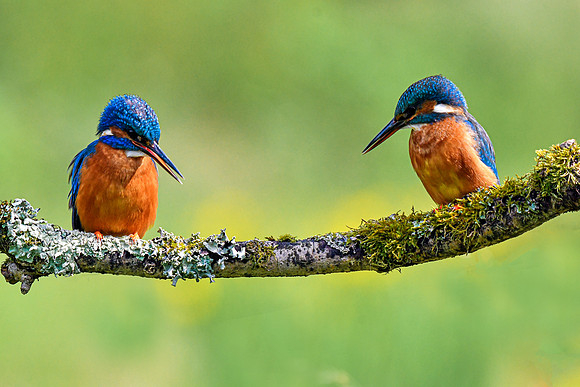 Kingfisher (300 of 932)-Edit