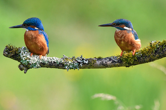 Kingfisher 7