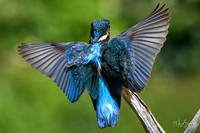 Kingfishers signed (224 of 296)