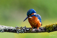 Kingfishers signed (56 of 296)