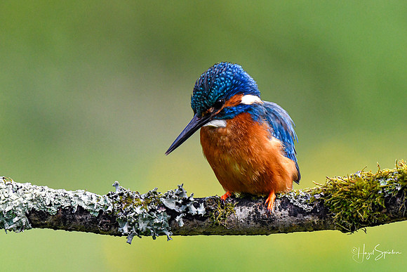 Kingfishers signed (56 of 296)