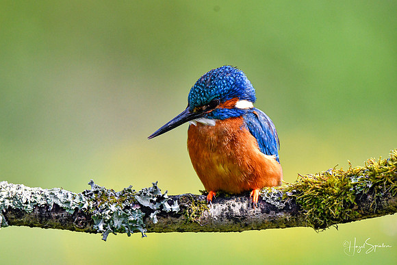 Kingfishers signed (65 of 296)