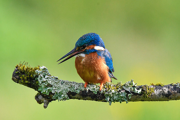 Kingfisher 2