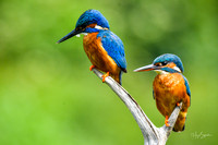 Kingfishers